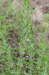 Drummond's false pennyroyal